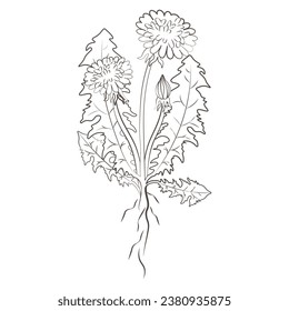 Medicinal plants dandelion hand drawn vector transparent background