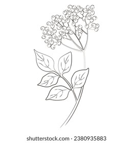 Medicinal plants elderberry hand drawn vector transparent background
