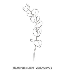 Medicinal plants eucalyptus hand drawn vector transparent background