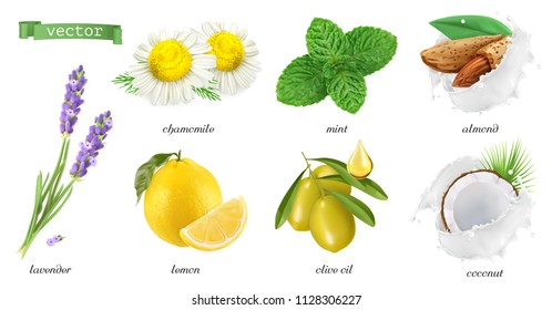 Medicinal plants and flavors, chamomile, mint, lavender, lemon, almonds, coconut, olive oil. 3d realistic vector icon set