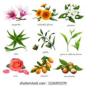 Medicinal plants and flavors. Magnolia, calendula flower, jasmine, aloe, jojoba, tea, rose, argania, macadamia. 3d realistic vector icon set