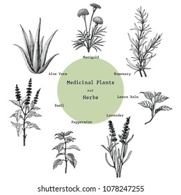 Medicinal plants and herbs hand drawing vintage engraving illustration