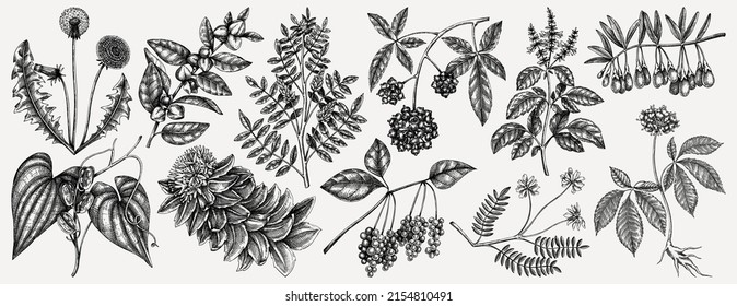 Medicinal plants illustrations collection. Hand-sketched adaptogenic berries, weeds, and herbs set for recipe, menu, label, and packaging. Vector plants sketches. Botanical elements in vintage style.