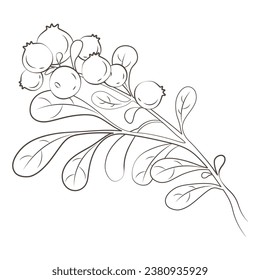 Medicinal plants lingonberry hand drawn vector transparent background