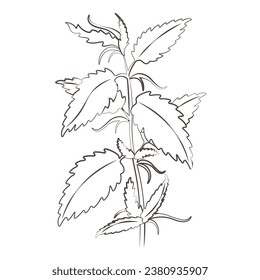 Medicinal plants nettle hand drawn vector transparent background