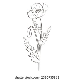 Medicinal plants poppy, hand drawn vector transparent background