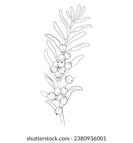 Medicinal plants sea buckthorn, hand drawn vector transparent background