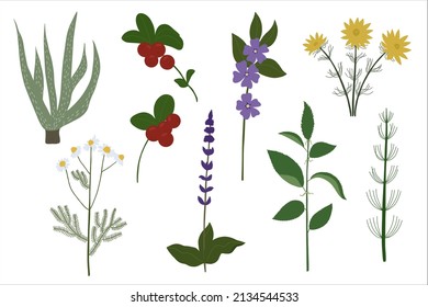 Medicinal plants set. Botanical set of field and meadow herbs and flowers with leaves. Flat vector illustration of tender summer flora isolated on white background.