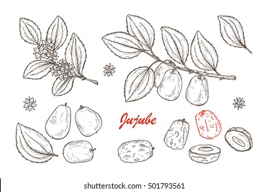 Medicinal plants Set. Exotic tropical fruit Jujube sometimes Ziziphus jujuba or zizyphus, red date, Chinese date, Korean date, Indian date. Leaves, Flowers, Berries. Alternative medicine