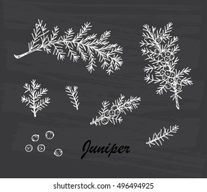 Medicinal plants Set. Hand Drawn Juniper branch, Leaves and Berries. Alternative medicine. Biological additives are. Traditional herbal therapy. Vector illustration