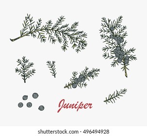 Medicinal plants Set. Hand Drawn Juniper branch, Leaves and Berries. Alternative medicine. Biological additives are. Traditional herbal therapy. Vector illustration