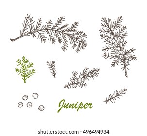 Medicinal plants Set. Hand Drawn Juniper branch, Leaves and Berries. Alternative medicine. Biological additives are. Traditional herbal therapy. Vector illustration
