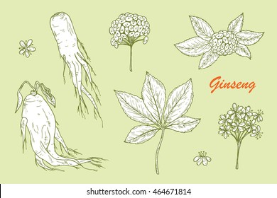 Medicinal plants Set. Root, Leaves, Berries and Flowers Panax Ginseng. Alternative medicine. Biological additives. Traditional herbal therapy. Vector illustration