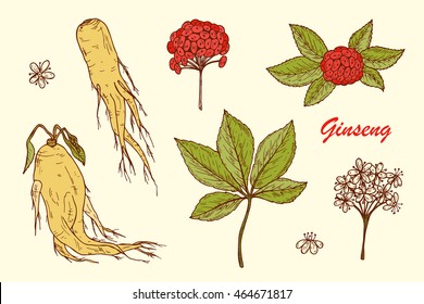 Medicinal plants Set. Root, Leaves, Berries and Flowers Panax Ginseng. Alternative medicine. Biological additives. Traditional herbal therapy. Vector illustration