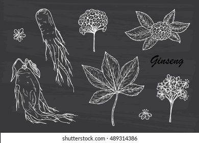 Medicinal plants Set. Root, Leaves, Berries and Flowers Panax Ginseng. Alternative medicine. Biological additives. Traditional herbal therapy. Vector illustration