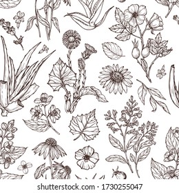 Medicinal plants sketch pattern. Jasmine, echinacea, aloe vera, rosehip, salvia. Vector vintage background. Monochrome background for advertising, cosmetics, medicine, textiles, packaging.
 