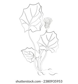 Medicinal plants Tussilago hand-drawn vector transparent background