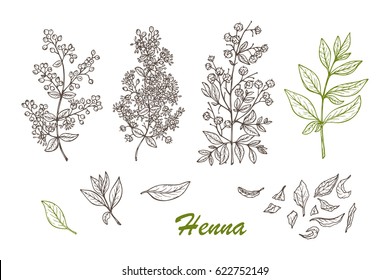 Medicinal plants Vector Set. Henna (Lawsonia inermis) plant: Branches, Flower buds, Flowers, Seeds, Fresh Leaves, Dry leaves. Alternative medicine. Traditional herbal therapy 