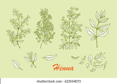Medicinal plants Vector Set. Henna (Lawsonia inermis) plant: Branches, Flower buds, Flowers, Seeds, Fresh Leaves, Dry leaves. Alternative medicine. Traditional herbal therapy