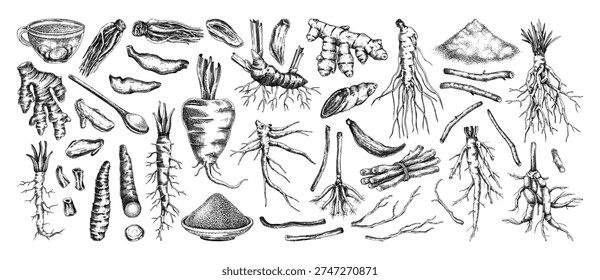 Medicinal roots and herbal ingredients vector illustrations collection. Hand drawn vintage apothecary plants sketches set. NOT AI generated