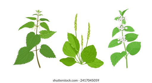 Medicinal wild herb set. Plantain plant, Nettle and Lemon balm branch isolated on white background. Vector cartoon illustration.