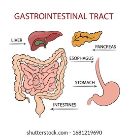 MEDICINE GASTROINTESTINAL TRACT Education Diagram Vector Set