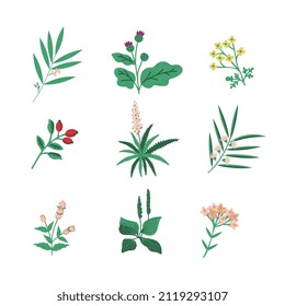 Medicine herb simple vector set