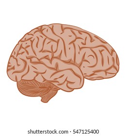 Medicine icon brains, vector image isolated on white background.
