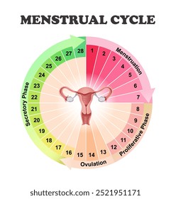 Remédio. Diagrama do ciclo menstrual. Ilustração vetorial