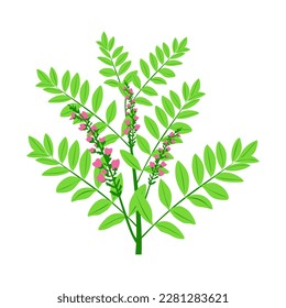 Medicine Plant Licorice or Liquorice, Green Branch With Leaves and flower. Flat style illustration. vector