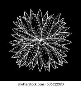 Meditation vector illustration lotus. Vintage decorative elements isolated. Hand drawn. Indian. Tattoo, spirituality, print, t-shirt, textiles, fabric, floral, flower, sketch, art, doodle, vintage
