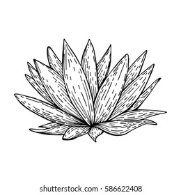 Meditation vector illustration lotus. Vintage decorative elements isolated. Hand drawn. Indian. Tattoo, spirituality, print, t-shirt, textiles, fabric, floral, flower, sketch, art, doodle, vintage
