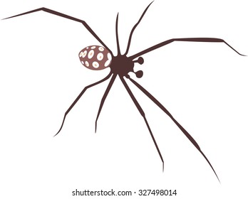 mediterranean black widow