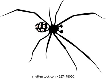 mediterranean black widow