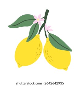 Citrinos do Mediterrâneo. Limão. Ilustração vetorial.