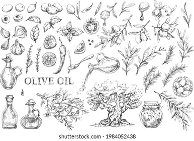 Mediterranean cuisine set of olives, spices and herbs, oild bottles and tree graphic elements in vintage style