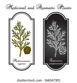 Mediterranean Cypress branch (Cupressus sempervirens). Vector illustration