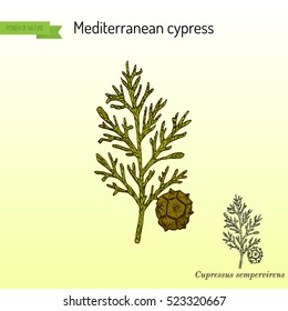 Mediterranean Cypress branch (Cupressus sempervirens). Vector illustration