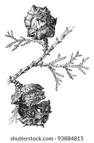 Mediterranean Cypress (Cupressus sempervirens) / vintage illustration from Meyers Konversations-Lexikon 1897