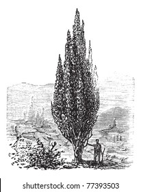 Mediterranean Cypress or Italian Cypress or Tuscan Cypress or Graveyard Cypress or Pencil Pine or Cupressus sempervirens, vintage engraving. Trousset Encyclopedia