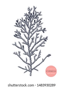 Mediterranean cypress vector illustration. Evergreen tree botanical drawing. Hand drawn conifer plant. Perfect for Christmas design, greeting cards, banner, decoration or packaging. Vintage outline.
