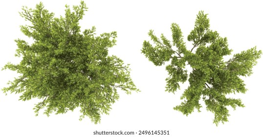 Mediterranean cyress Trees isolated on white background, tropical trees isolated used for design, advertising and architecture.Top view