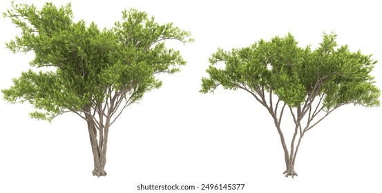 Mediterranean cyress Trees isolated on white background, tropical trees isolated used for design, advertising and architecture