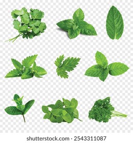 Mediterranean herbs: set of fresh, healthy parsley leaves isolated on a stranparent background, cooking elements vector