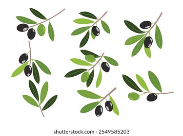 Mediterranean Olive Twigs Illustration. Tree branches with green and black olives, leaves, and short sprigs. Perfect for organic, vegan, and agriculture themes.