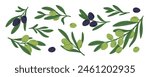 Mediterranean olive twigs. Tree branches with green and black fruits. Organic natural product. Short sprigs with leaves. Agriculture plant. Vegan ingredient. Garish