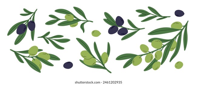 Mediterranean olive twigs. Tree branches with green and black fruits. Organic natural product. Short sprigs with leaves. Agriculture plant. Vegan ingredient. Garish