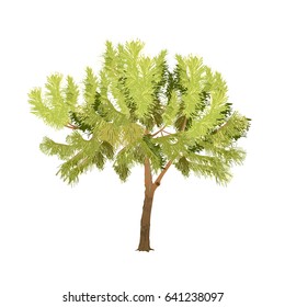 The Mediterranean pine in the color vector image on a white background