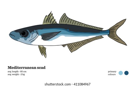 Mediterranean scad fish vector illustration