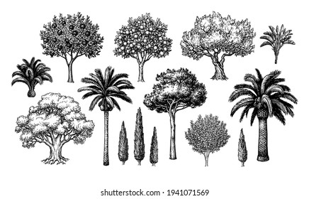 Mediterranean trees. Big collection. Ink sketch isolated on white background. Hand drawn vector illustration. Retro style.